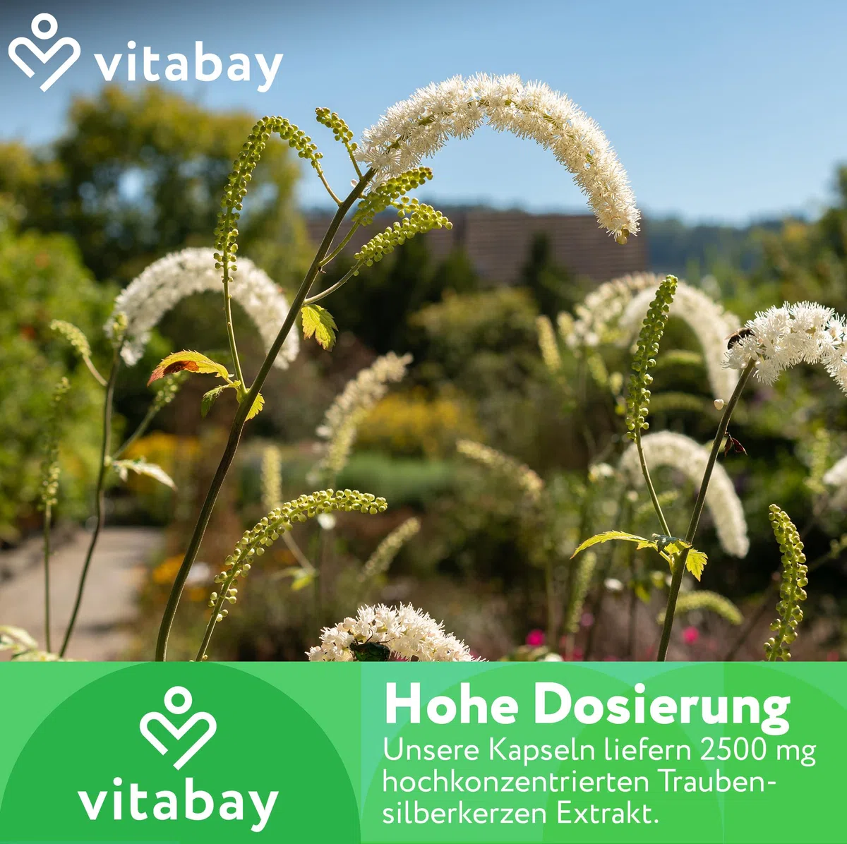 Vitabay Traubensilberkerze 2.500 mg – 120 vegane Kapseln – Cimicifuga Racemosa Extrakt (Black Cohosh) – hochdosierter 5:1 Extrakt aus dem Wurzelstock – vegan & laborgeprüft in DE – Vorrat 4 Monate
