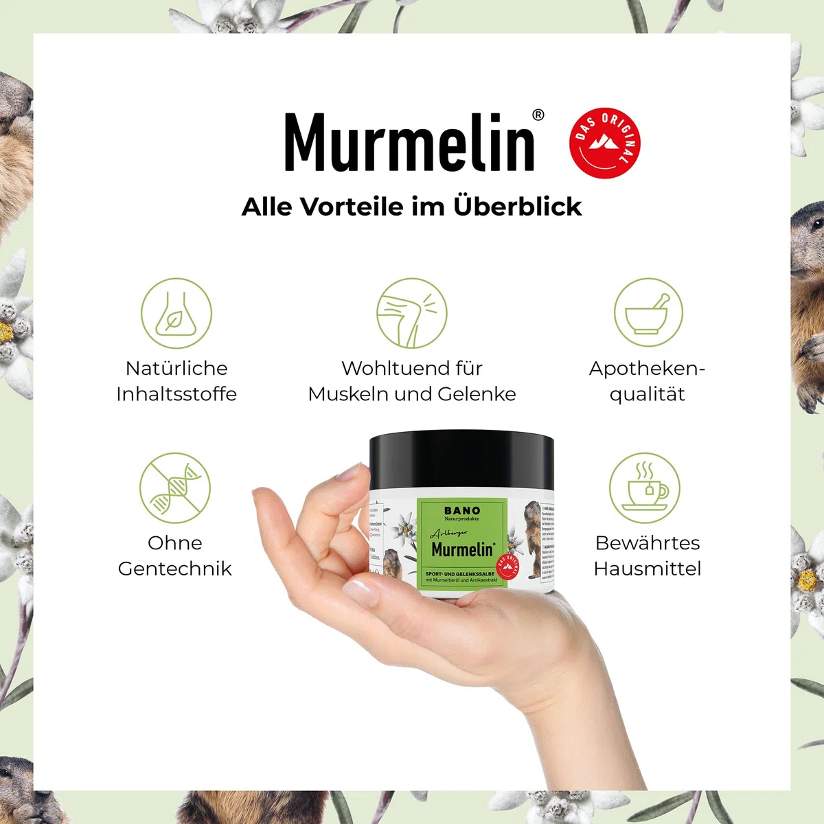 BANO Murmelin Murmeltiersalbe 200 ml | Original Sport- und Gelenksalbe mit Murmeltieröl, Arnika & Menthol |wohltuend bei Verspannungen & nach Sport | Made in Austria