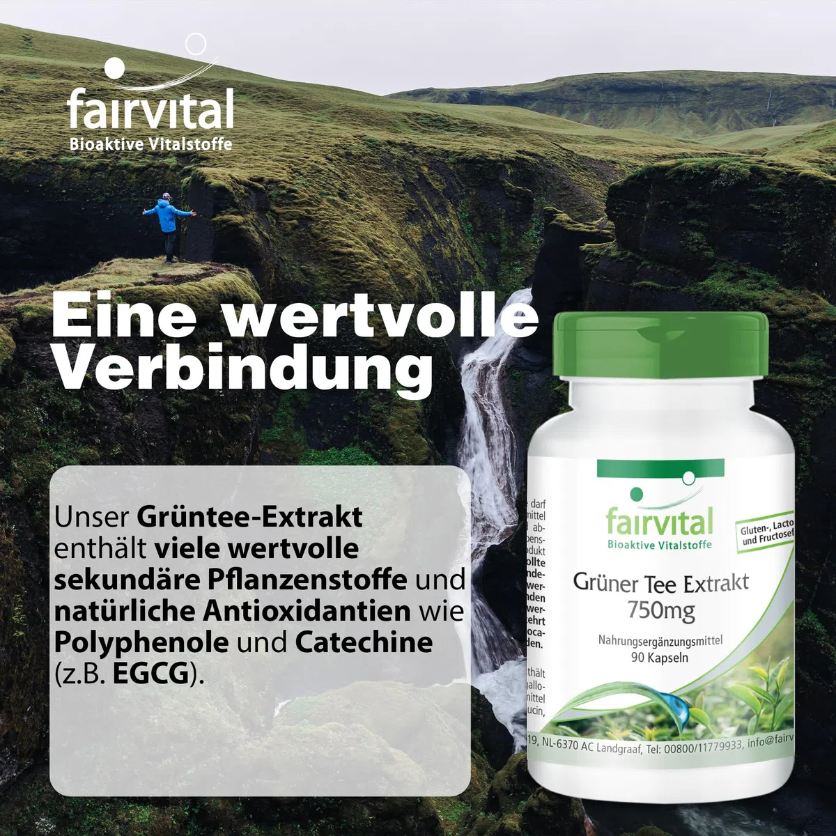 fairvital Grüntee Extrakt, 90 Kapseln, 1500mg Grüntee Extrakt pro Tagesdosis, 50% Polyphenole, 30% Catechine, 15% EGCG, 7% Koffein, HOCHDOSIERT, VEGAN, Camellia Sinensis