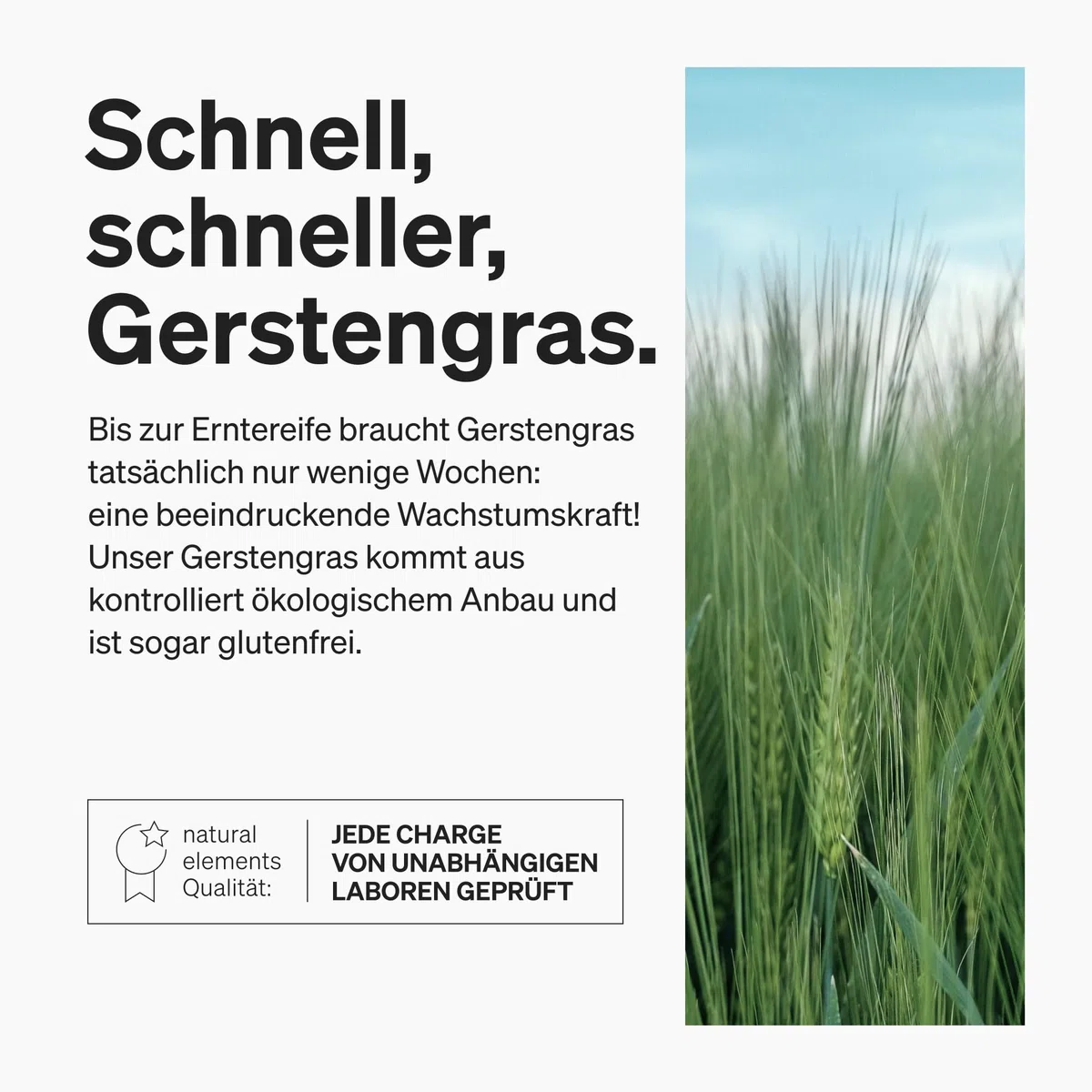 natural elements Bio Gerstengras – 1500mg je Tagesdosis – aus deutschem Anbau – 180 Kapseln – vegan, hochdosiert, ohne unnötige Zusätze – in Deutschland produziert & laborgeprüft